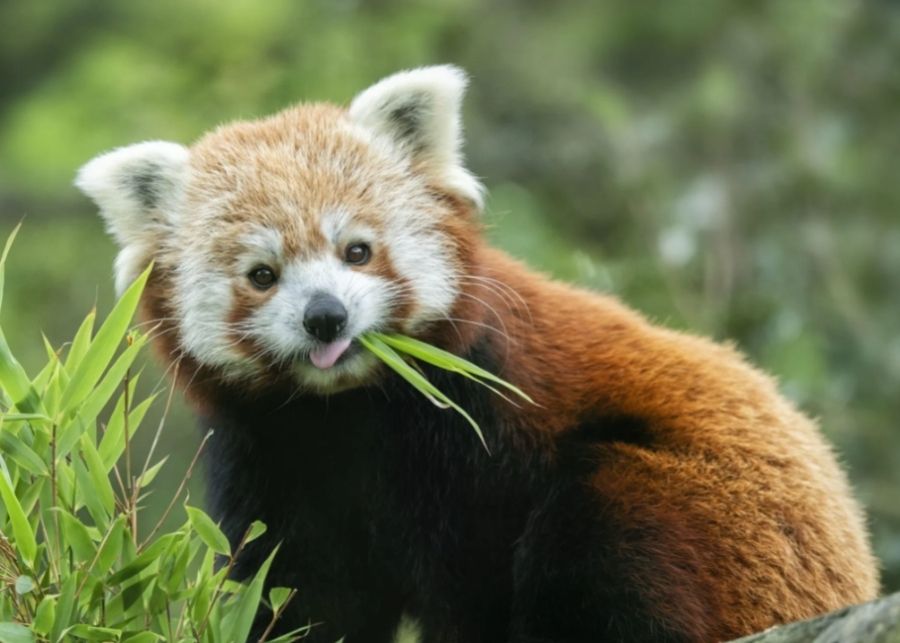 Belfast Zoo Changing Places Sync Living Accessibility